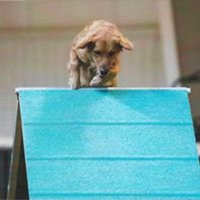 tail blazers agility