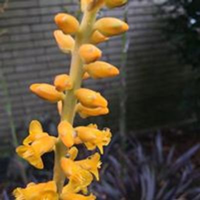 Gainesville Bromeliad Society