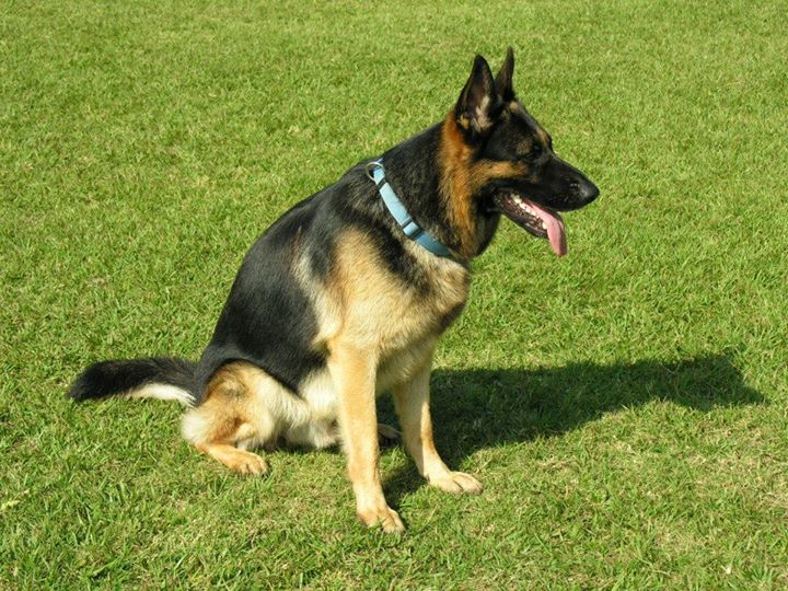 Club opens 2017 at Natal GSD Dog Club, Durban