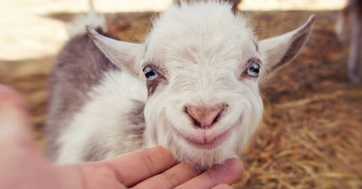 totes my goats pet a goat at avon lake public library ohio
