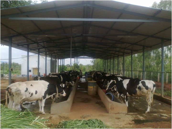 Commercial Dairy Farming - One Day Workshop at Rajkot, Rajkot