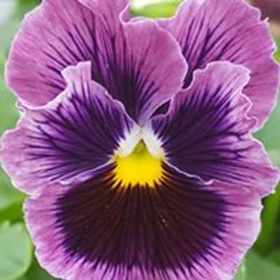 Cashman Nursery and Landscaping