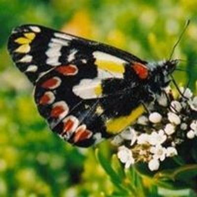 Vintners Walk Butterfly Garden
