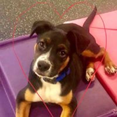 Take Paws Rescue