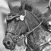 Lloyd Equestrian