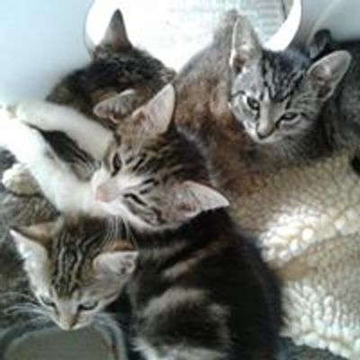 Hobo Hotel for Cats