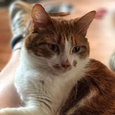 The Life of Fostering Furbabies