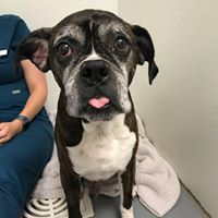 Boxer Butts & Other Mutts