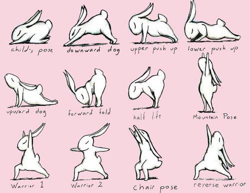 Bildergebnis für bunny yoga