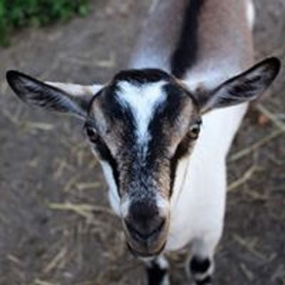 Goat For The Soul