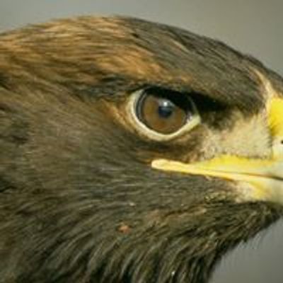 Alberta Society for Injured Birds of Prey
