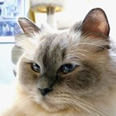 macushla ragdolls