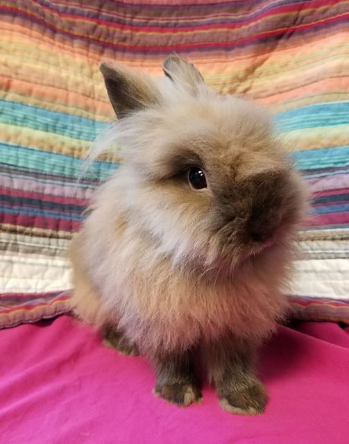 Matchmaking rabbits