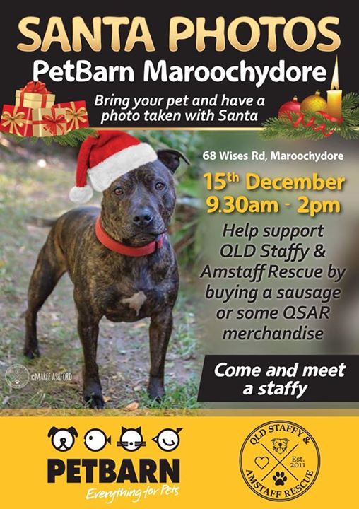 Santa Paws Petbarn Maroochydore At Petbarn Maroochydore