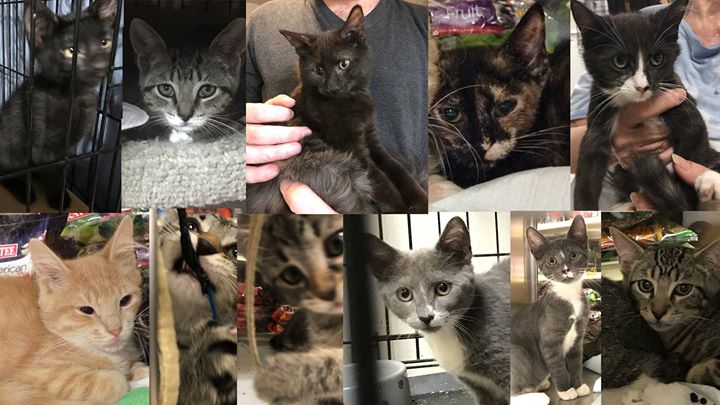 Kitten and Cat Adoption! (PetSmart Yonkers) at PetSmart ...