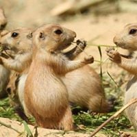 Riversdale Community Association logo