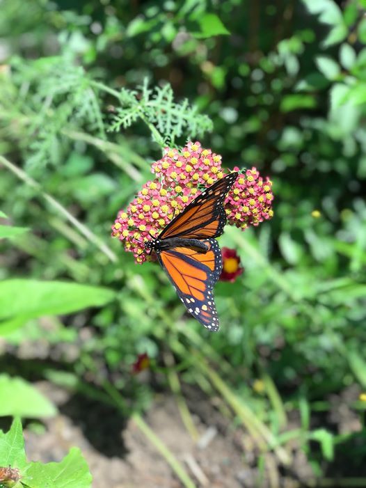 Live Butterfly Exhibit, Greenburgh Nature Center, Scarsdale, July 6