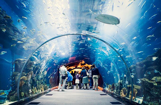 AQUA RIO - MAIS DE 3 MIL ANIMAIS! ~ Blog Cultura Sem Pretexto