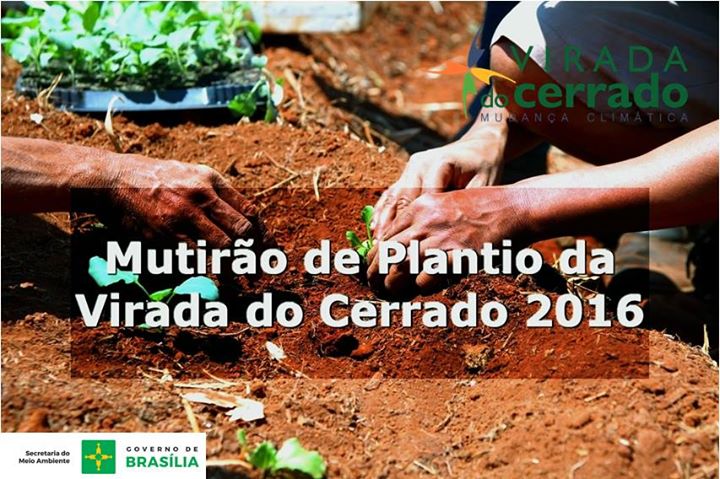 Resultado de imagem para Mutirão de Plantio da Virada do Cerrado