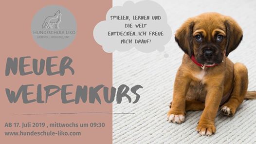 Welpenkurs Hundeschule Liko Walldorf