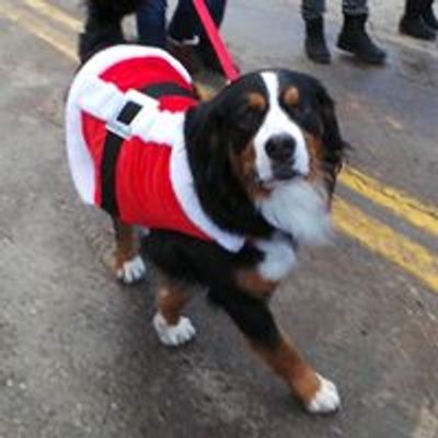 Breckenridge Colorado Bernese Mountain Dog Holiday Processional