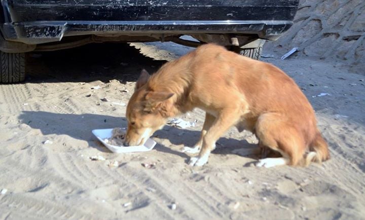 ÙØªÙØ¬Ø© Ø¨Ø­Ø« Ø§ÙØµÙØ± Ø¹Ù Ø§Ø·Ø¹Ø§Ù Ø§ÙØ­ÙÙØ§ÙØ§Øª