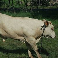 Boeuf tirant Guadeloupe Antoine et amis