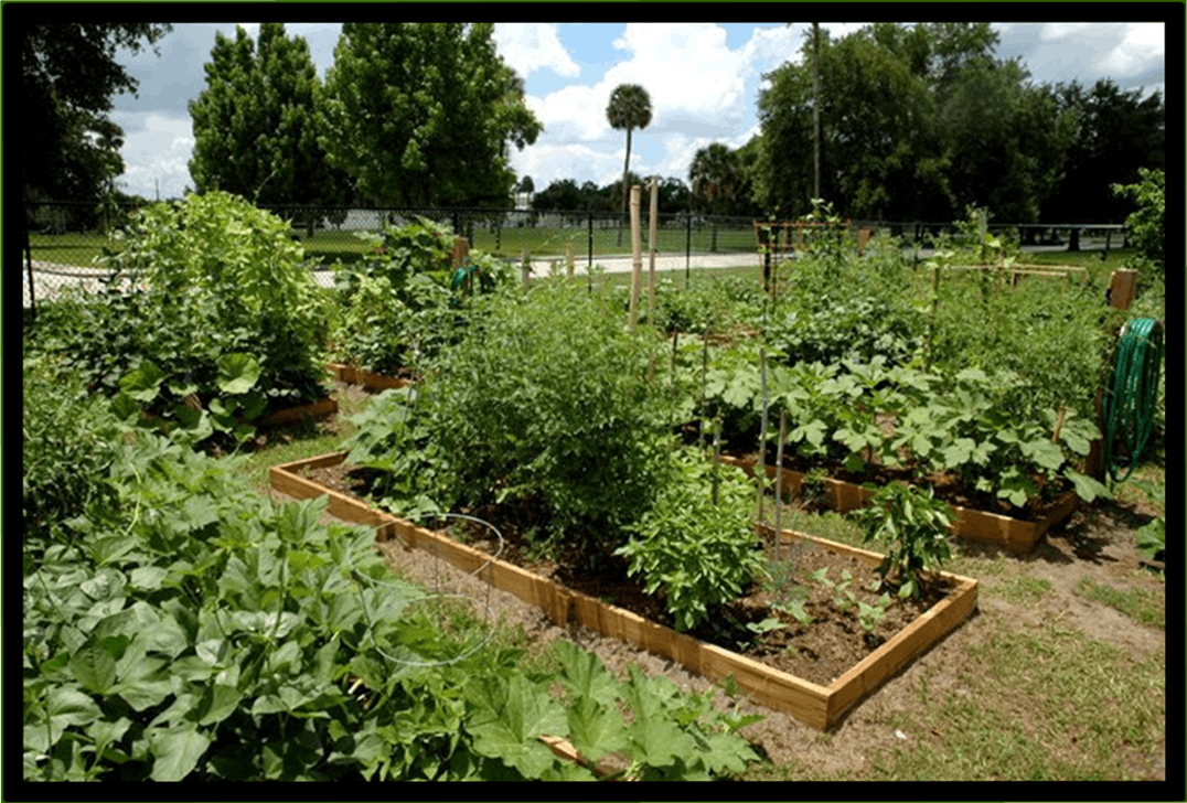 so you want to start a community garden at ufifas extension orange county orlando - How To Start A Community Garden so you want to start a community garden at ufifas extension orange county orlando - How To Start A Community Garden
