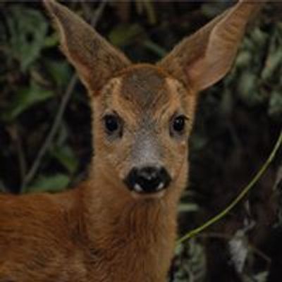 Wilde dieren in nood - VOC Brasschaat/Kapellen