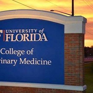 brachycephalic airway syndrome demo by dr sandra macarthur at uf
