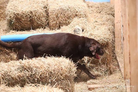 December Barn Hunt Fun Test At Happy Hounds Doggie Day Care