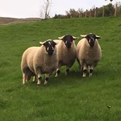 Derbyshire Gritstone sheep