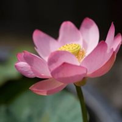 Tuin De Lage Oorsprong