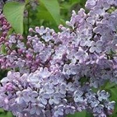 Wenatchee Lilac Services For The Blind