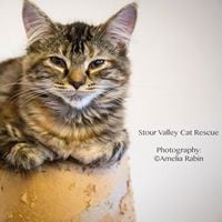 stour valley cat rescue