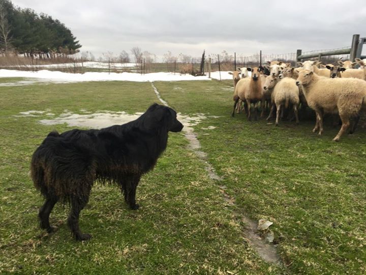 ASCA Stockdog Trial - Buckeye Australian Shepherd Club at Hado-Bar ...
