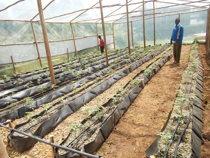 the game changer for fish farming in kenya - youtube in