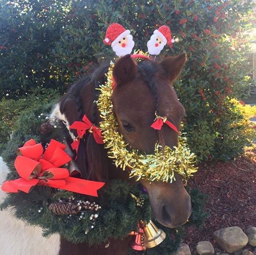 Christmas Horse Camp at Lil Cowboys and Angels LLC650 Goodson Rd, Dawsonville, 30534