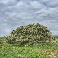 Auchencairn - D&G