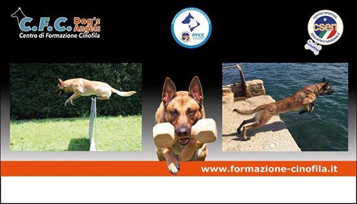 Preparazione Atletica Del Cane Sportivo E Non Solo At Dogs