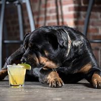 Red Dog Saloon