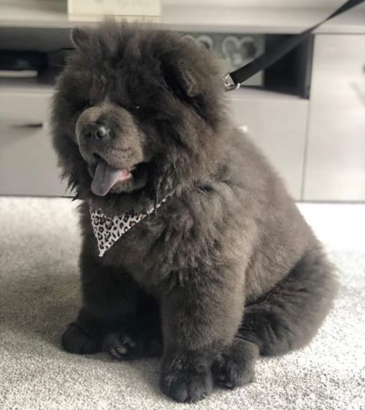 chow chow canterbury