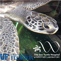 The Sea Turtle Hospital at UF Whitney Lab