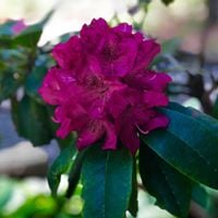 Garden Club of Ellijay