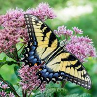 Backyard Butterflies