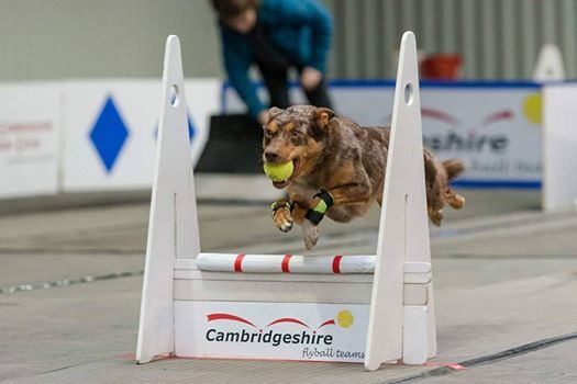 Dog Agility Training Milton Keynes