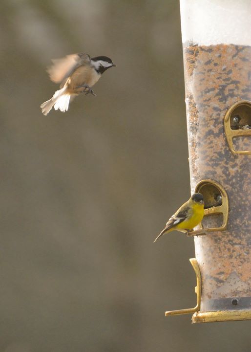 Project Feederwatch At North Mountain Park Nature Center Oregon