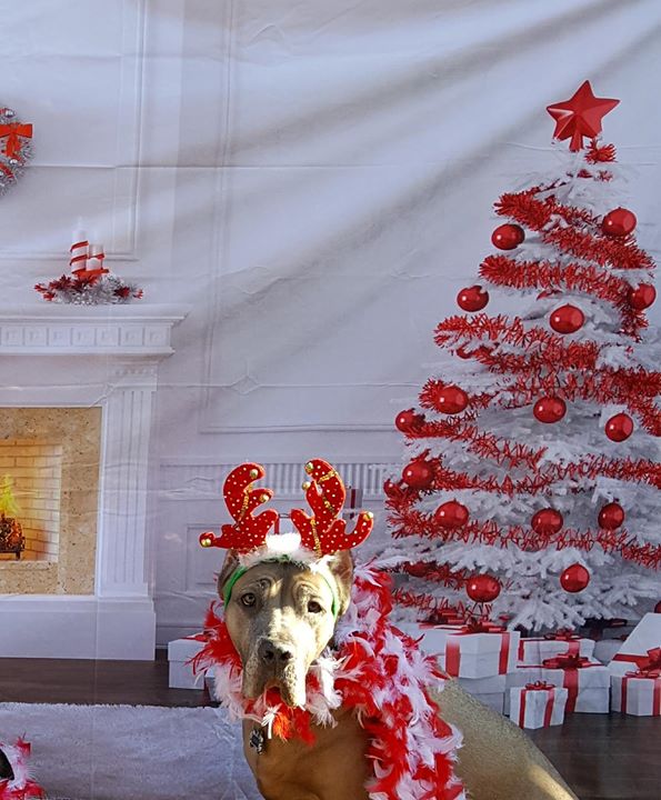 Petsmart Pics With Santa 2025 Schedule Images References :