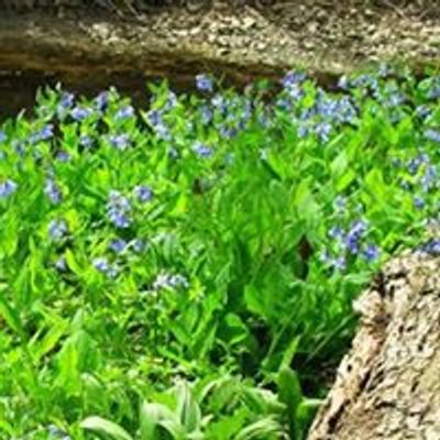 Raccoon Grove Nature Preserve