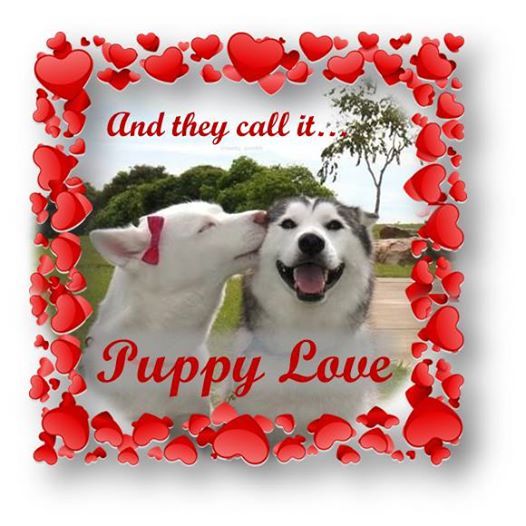 kotas place dog daycare